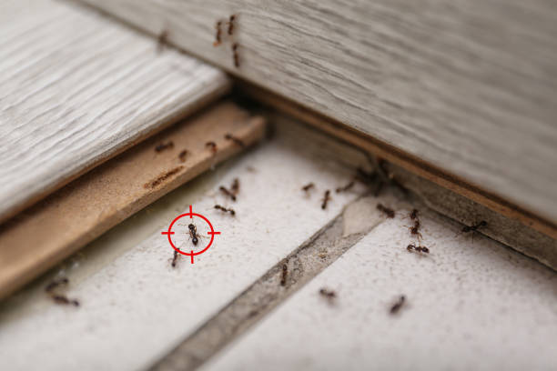 Best Commercial Pest Control Services  in Sharon, TN